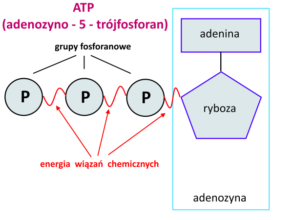 ATP1